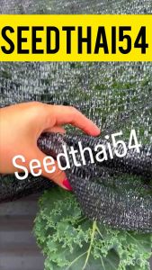 เมล็ดเคลใบหงิก 100 เมล็ด สายพันธุ์ F1 Vate Blue Curled Kale