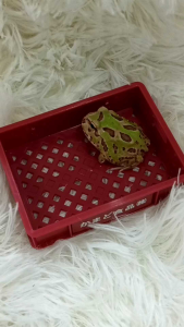 迷彩角蛙/宠物角蛙 3CM Special Color Camouflage Pacman Frog/Horned Frog/Live Frog