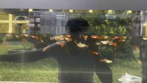 guppy albino full red 1pair