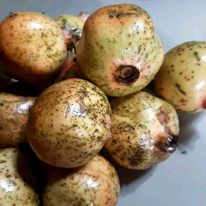 BUAH DELIMA MERAH / PUTIH SUPER / BUAH DELIMA MATENG / BUAH DELIMA SEGAR