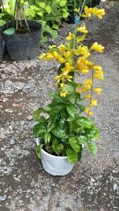 Lan hoàng dương- dòng ưa nắng hoa quanh năm