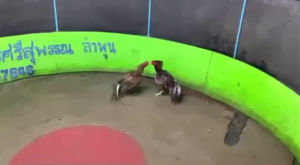 ไข่เชื้อไก่ชนพม่า เคแมน + มูเซอดำ รวมสายเลือดเงินล้าน