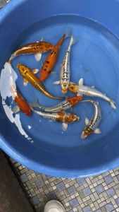 JAPAN KOI LOCAL BREED 10/11” HIGH GRADE 9pcs GOOD FORTUNE COMBO at RM1888 + FREE GIFTS + SHIPPING RM80 ( all koi super strong body )
