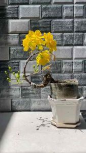 Mai giảo SIÊU BÔNG SÀI GÒN chuẩn giống chú 6 Bình Dương