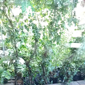 พระปิดตา หลวงปู่ยิ้ม พิมพ์ชลูด วัดหนองบัว ปี2547 กาญจนบุรี