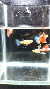 Sky Red Ribbon 1 pair