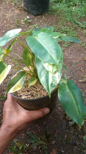 Tanaman Hias Burlemark Varigata/brekele varigata(bisa untuk bunga gantung/vartikal garden)
