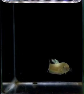 ปลากัด สวยงาม เพศเมีย 1 ตัว ซูเปอร์โกลด์ สีทอง พร้อมรัด คัดเกรด ตรงปก แข็งแรง(มีรับประกัน)