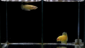 ปลากัด สวยงาม สีทอง ซูเปอร์โกลด์ พร้อมรัด คัดเกรด ตรงปก แข็งแรง(มีรับประกัน)