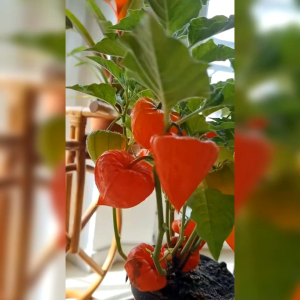 15 BIJI BENIH RED GOOSEBERRY | CIPLUKAN MERAH