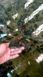 Tanaman Aquarium: Memahami & Menggunakan Scelaton King & Buche Dark Archilies