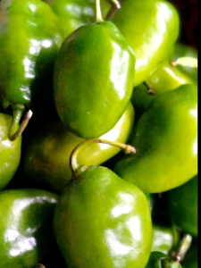 CABAI // CABAI GENDOT //CABAI BENDOET 1 KG SEGAR // CABAI PRESH