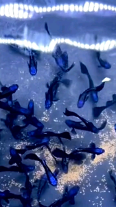 (Xả Trại) combo 10 tặng 2 bé cá 7 màu BLUE TARZAN size sinh sản trang trí hồ cá cảnhbắt theo cặp trống máibảo hành vận chuyển toàn Quốc