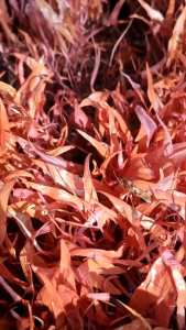 เหง้าบัวแดง 3 กิโล (**แบบทดลองปลูก**)