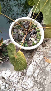 Tanaman hias kuping gajah magnifikum