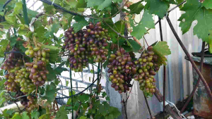 entres anggur banyak farian