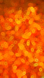 Udang Super Red Bayu Makruf Pakan Ikan Channa Maru