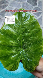 [10 tặng 1] Bám dính Loang trãi 3 trong 1 -  1L pha 1600L nước - Xua đuổi côn trùng - tăng độ loang trãi - Ít rửa trôi - Thấm sâu nhanh - hiệu quả thuốc gấp 2 lần - Mùa mưa nên sử dụng