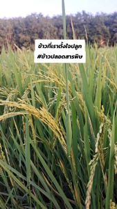 ขนาด1kg/500g ข้าวไรซ์เบอร์รี่100% ข้าวเพื่อสุขภาพ ไร้สารพิษ "ไม่ใส่สารกันมอด ปลอดยาฆ่าหญ้า ไม่ใช้ยาฆ่าแมลง"(เก็บเกี่ยว ธ.ค.67)