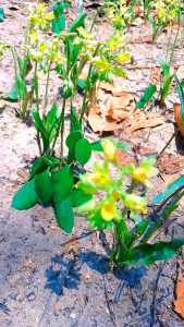 ว่านจูงนางสีเหลือง หรือดอกลิลลี่ป่า เป็นกล้วยไม้ดินชนิดหนึ่ง