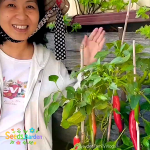 10 BUTIR BIJI/BENIH TANAMAN CABE JUMBO BIG JIM