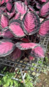 #คล้าใบชมพู (Calathea Crimson Pink) ฟร์อมสวยกระถาง 5นิ้ว