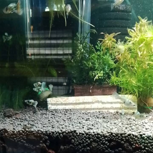 Yellow Tiger Guppy 1 pair