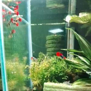 GPS Aquatic Platinum Koi SB Guppy 1pair