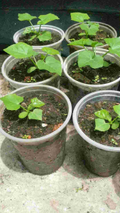 Bình bát dây giống cây đã được từ 6 lá 8 lá 10 lá...