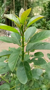 Daun alpukat segar order baru petik