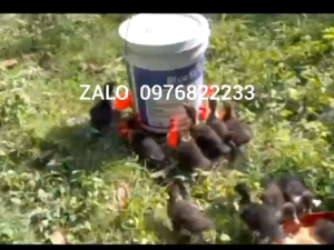 combo 10 Cốc Uống Nước Tự Động Cho Gia Cầm