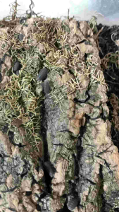 [10pcs+2pcs FREE] Cubaris Murina "Little Sea" Isopod Live Reptile Terrarium Tank Cleaning Crew