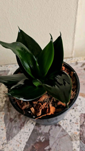 ลิ้นมังกร สีพื้น กระถาง 8. นิ้ว