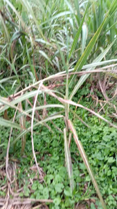 Terubuk / telor tebu isi 16kg