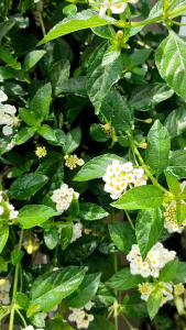 白色马樱丹植物花Anak pokok bunga latana warna putih