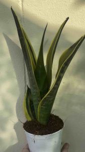 ต้นลิ้นมังกรโกลเด้นเฟรม ส่งกระถางขาว 4 นิ้ว, ต้นลิ้นมังกรโกลเด้นเฟรม ส่งกระถางขาว 4 นิ้ว