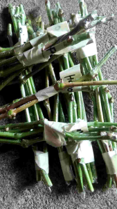 PAKET ENTRES 8 VARIAN : EARLY ADORA DYNKA PERFUME ELDORADO DARINA ILARIA DLL.