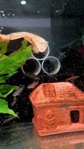 Parosphromenus Harveyi (Pairs)