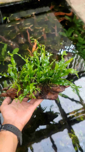 windelove media kayu rentek sudah tenggelam