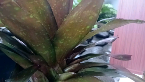 Tanaman Hoki: Bambu Air & Sri Rezeki