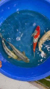 JAPAN KOI HIGH GRADE 38-40cm from MARUHIRO KOI FARM ( GOSHIKI  GINRIN SORAGOI  GINRIN MATSUKAWAKABE  GIN MATSUBA )