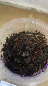 Orange Springtails / Red Springtails / White Springtails / Terrarium Cleaning Crew