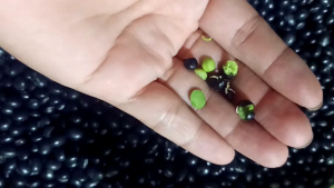 1kg Đậu Đen Xanh Lồng