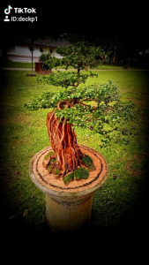 Premma เพรมม่า