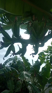 หน่อกล้วยเล็บมือนาง 1หน่อ/3หน่อ/คละหน่อ/ปลูกง่าย ผลสวยเนื้อหวาน ปลูกได้ทุกพื้นที่