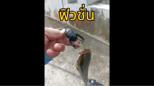 เหยื่อยางตกปลาช่อนและปลาชะโด รุ่น ฟิวชั่น 5 ตัวแถมตะขอ 3/0 ให้ 2 ตัวทุกห่อ