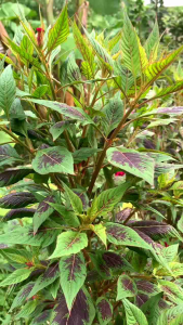 arit sabit cap Z super mantap