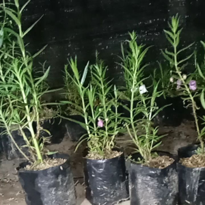 PROMO Paket 3 Tanaman Lavender / Tanaman Anti Nyamuk Lavender Murah