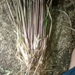 Sereh Merah Asli: Manfaat & Cara Menggunakan