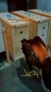 Box Ayam Bangkok Jumbo